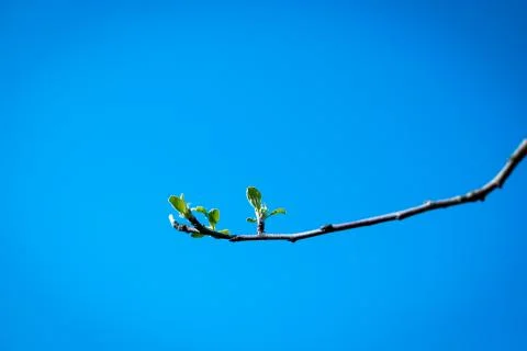 Twigs with leaf buds busted recently. Young small leaves and buds on tree Stock Photos