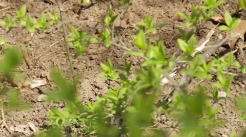 Twigs With Leaves In Spring Wind Video stock 57802361