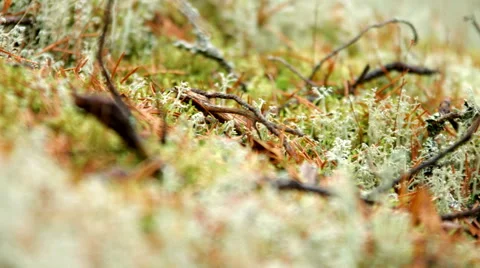 Twigs in lichen Stock Footage 49596865