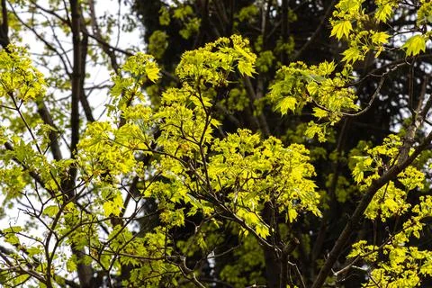 Twigs of maple tree with young green leaves and buds in spring in a park we s Stock Photos