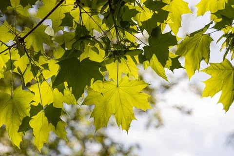 Twigs of maple tree with young green leaves and buds in spring in a park we s Stock Photos