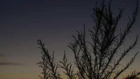 Twigs in the morning sky Video stock 163367286