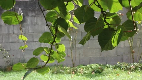 Twigs of my kiwi tree Stock Footage 219237837
