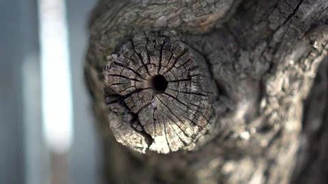 Twigs of an old dry tree close-up. Stock Footage 152053341