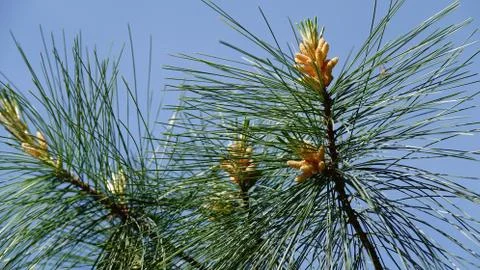 Twigs of a pine. Stock Photos