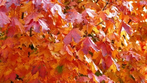 Twigs with red leafs, autumn time Stock Footage 80973700