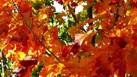 Twigs with red leafs in strong wind, autumn time 動画素材 80974768