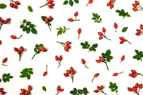 Twigs of rose hips 스톡 사진