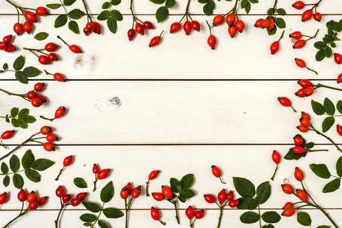 Twigs of rose hips Stock Photos