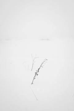 Twigs in the snow Stock Photos