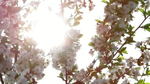 Twigs with sour cherry blossoms Stock Footage