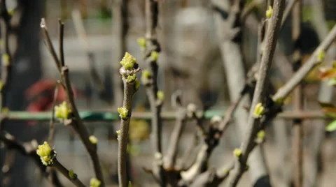 Twigs With Spring Buds On A Beautiful Spring Day Vídeo Stock 57802961