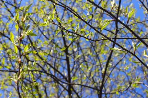 Twigs with spring buds 库存照片