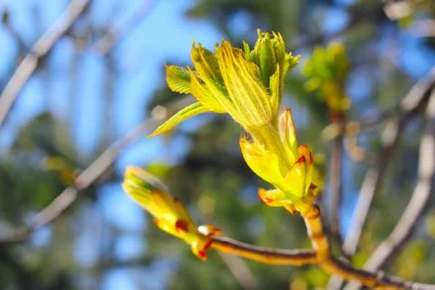 Twigs with spring buds Stock Photos
