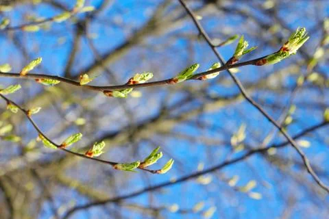 Twigs with spring buds Stock Photos