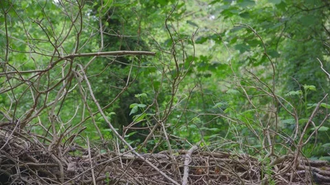 Twigs standing up Видео 75460373