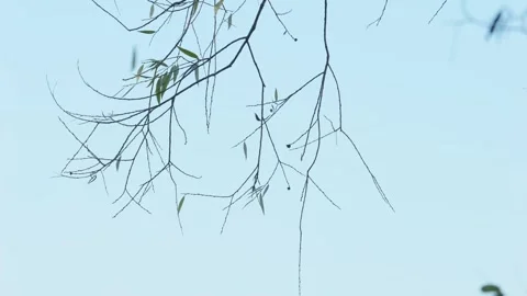 Twigs swaying in the wind with the clear blue sky in the background Stock-Footage 256459434