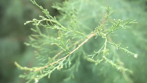 Twigs Of Thuja After Rain in Macro / Depth of Focus Stock Footage 94943112