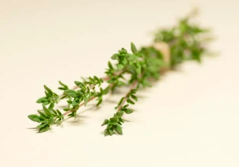Twigs of thyme Stock Photos