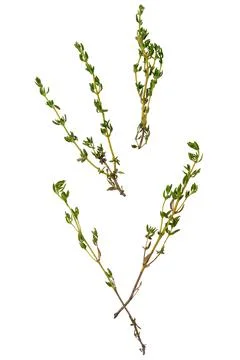 Twigs of thyme scattered on a white background Foto stock
