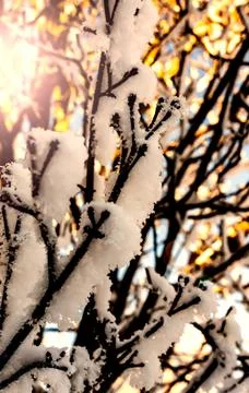 Twigs on a tree covered in dense hoar frost on a cold winters day during suns Stock Photos