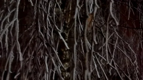Twigs of a tree in hoarfrost in winter. Stock Footage 125129132