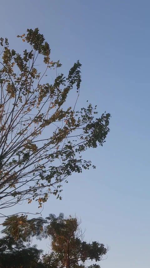Twigs of a Tree, Vertical 4k Stock Footage 336482650
