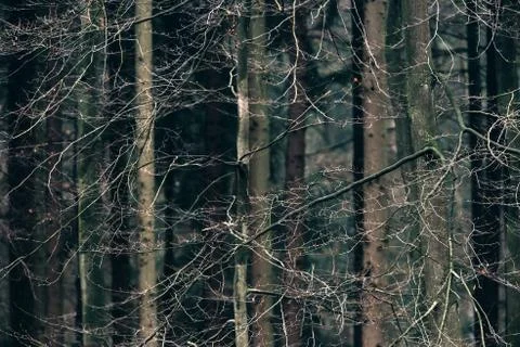 Twigs of trees in deciduous forest. Stock Photos
