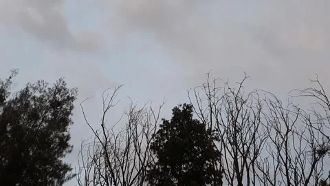 Twigs of Trees Video stock 332354485