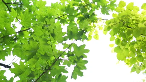 Twigs of trees in summer day Stock Footage 96175785
