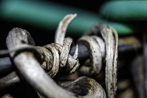 Twigs of a vine rolled up Stock Photos