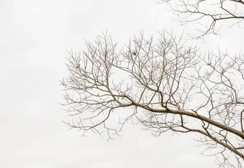 Twigs on a white background Stock Photos