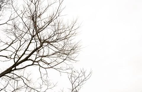 Twigs on a white background Stock Photos