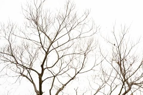 Twigs on a white background Stock Photos