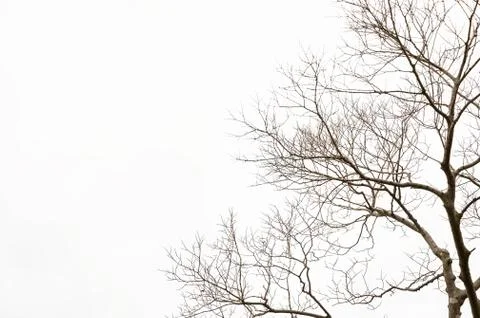 Twigs on a white background Stock Photos