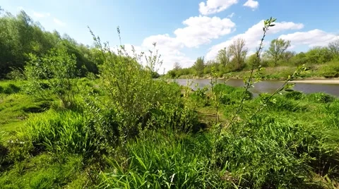 Twigs wiggle in the wind. Stock Footage 49849839