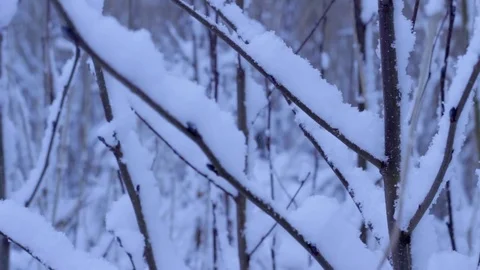 Twigs in winter Stock Footage 71158337
