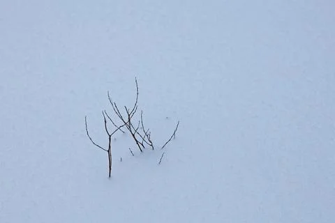 Twigs in winter. Stock Photos