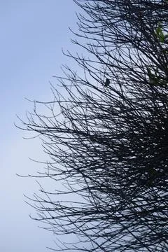 Twigs without leaves. Stock Photos