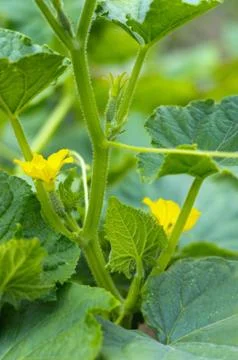 Twigs with young cucumbers Stock Photos