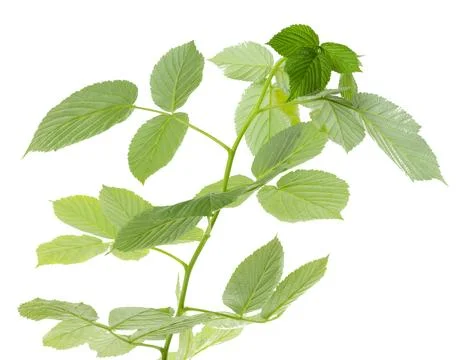Twigs with young raspberry leaves. Young shoots for decoration ,transparent.. Fotos de archivo