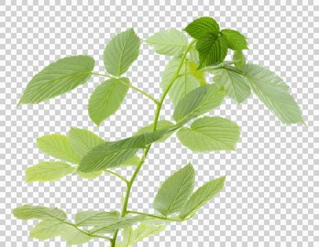 Twigs with young raspberry leaves. Young shoots for decoration ,transparent.. 写真素材