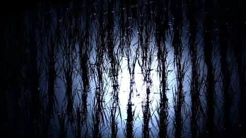 Twilight at the Abandonment Rice Terraces under the Moonlight Stock Footage 330197927