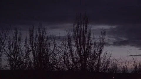 Twilight and flying clouds behind silhouettes of trees Stock Footage 107071385