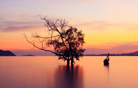 Twilight and silhouettes tree Stock Photos