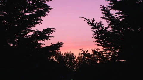 Twilight in an arctic forest during the midnight sun Stock Footage 37586068