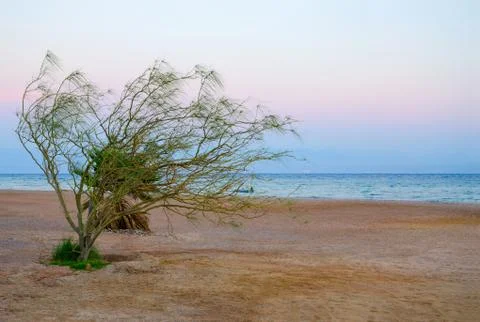 Twilight on the beach in Egypt Stock Photos