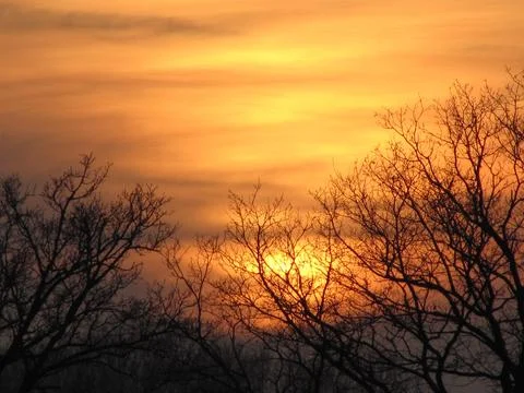 Twilight behind the trees Stock Photos