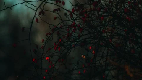 Twilight Berries Stock Photos