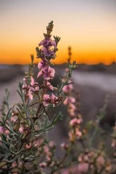 Twilight Bloom Stock Photos